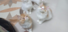 Kitten sale hobe